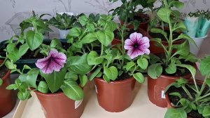 Формирую и черенкую петунию.