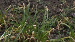 DSCN8584 Лук джусай,лук многоярусный ,чеснок рокамболь.Март 2026 весений огород.