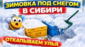 Откапываем улья. Зимовка под снегом в Сибири