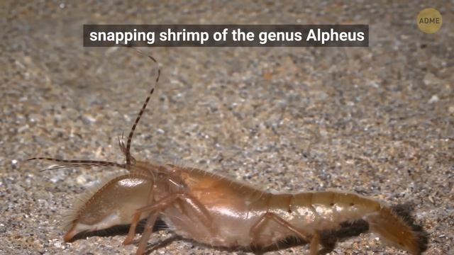 Этот крошечный участок земли вызвал самый страшный эффект бабочки на Земле