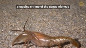 Этот крошечный участок земли вызвал самый страшный эффект бабочки на Земле