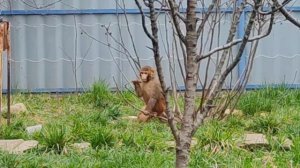 Весна время прогулок и веселья с обезьянками