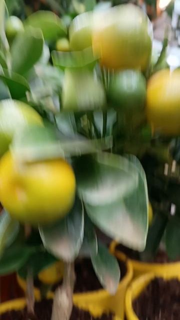 #мандарины  живые