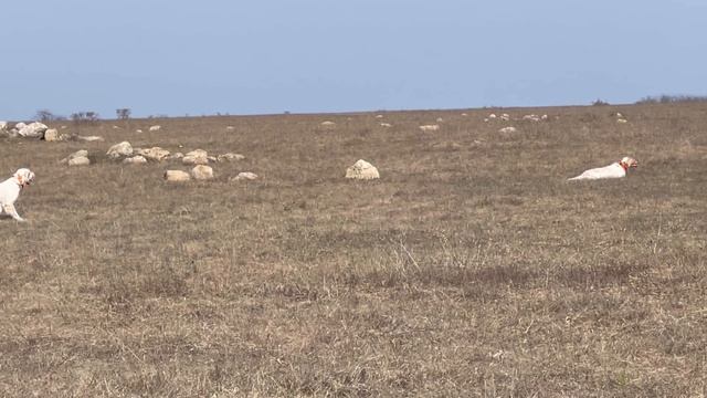 Федора и Хитрый. 21.03.26 смотреть онлайн