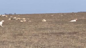 Федора и Хитрый. 21.03.26