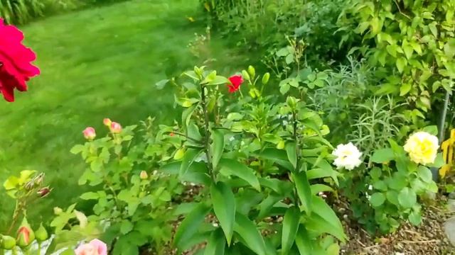 64-Дача..ПИОНЫ какие же они красивые)))08.07.22