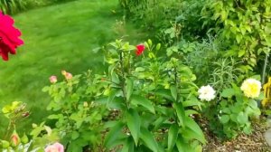 64-Дача..ПИОНЫ какие же они красивые)))08.07.22