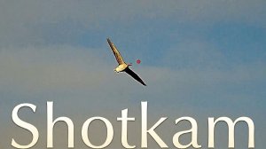 Точные выстрелы снятые на Шоткам #7 | Весенняя охота