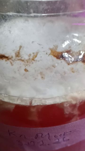 Выжигаю фитофтору в клубнях семенного картофеля