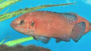 «Экзотический дуэт: хромис‑красавец и псевдотрофеус в движении»