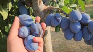 Слива Стенлей Скороплодная Ростов-на-Дону | Маленькие Сады