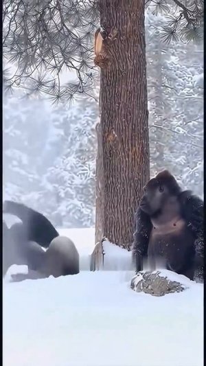 Горилла _ самый сильный примат в дикой природе 🦍💪 _гориллы _сила _животные _wildlife _nature _