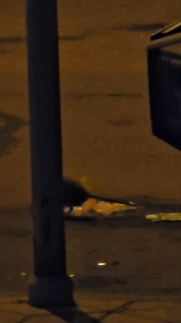 Огромная крыса в Переделкино Ближнее