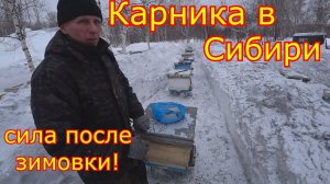 КАРНИКА в СИБИРИ, ИТОГИ ЗИМОВКИ! Утепляем и даём мёд! Спасаем лёгкие семьи!