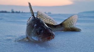 Закрытие сезона 25-26!