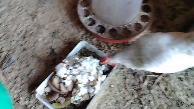 ДЕРЕВЕНСКАЯ ЖИЗНЬ 🏡🏡🏡