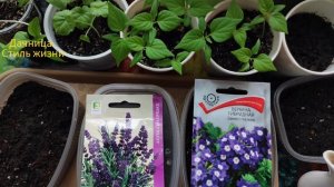 Сею цветы, которым нужна стратификация