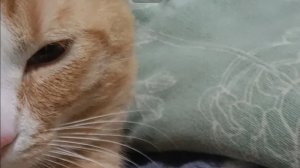 старое видео моего прошлого акка - boba| orignail