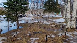 Утки в сквере Александра Невского в Северодвинске