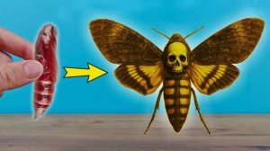 Бражник Мёртвая Голова родился с дефектом