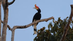 Животные острова Борнео - Птицы-носороги: малайский калао, или гомрай и черная птица-носорог!