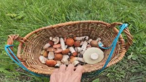 СБОР БЕЛЫХ ГРИБОВ