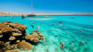 Оказалось, завтра Геннадий отправляется на экскурсию по Красному морю, с рыбалкой и нырянием...