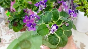 Фиалки. Рабочий момент.