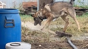 д.Щербинино