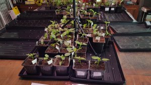 Поддоны для рассады. Удобные и не очень  21-03-2026