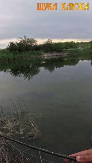 🔥 Поклевка на 2,000 руб. Теперь у щуки есть трофей... 🔥 #рыбалка #воблер #щука #шортс #спиннинг