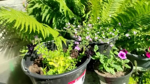 60-Дача..Огурчики👍Помидоры просто деревья🤣03.07.22