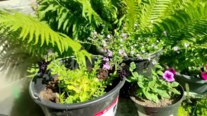 60-Дача..Огурчики👍Помидоры просто деревья🤣03.07.22