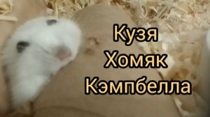 Кузя не джунгарик. Кузя хомяк Кемпбелла.😲