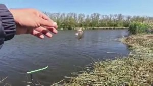 Клёв карася на донку, рыбалка весной 2025