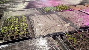 Сегодня жарим шашлык.