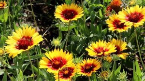 Только здесь (авторская песня Геннадия Щёголева)