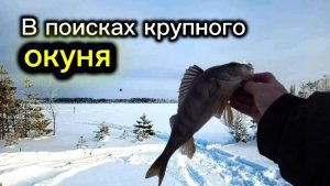 В поисках крупного окуня! Зимняя рыбалка