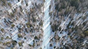 ВЕСЕННИЙ ЛЕС