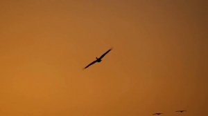 Deep Organic Afro House – Soul Echo