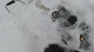 Зимняя рыбалка на ХАРИУСА