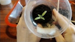 Уход за рассадой томатов 2часть