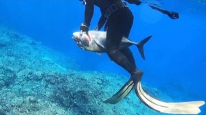 Подводная охота на рыбу / Море, где можно встретить самых разных рыб