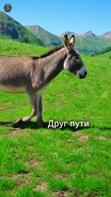 Друг пути. Экоферма Кунцалу 2000м. Дагестан