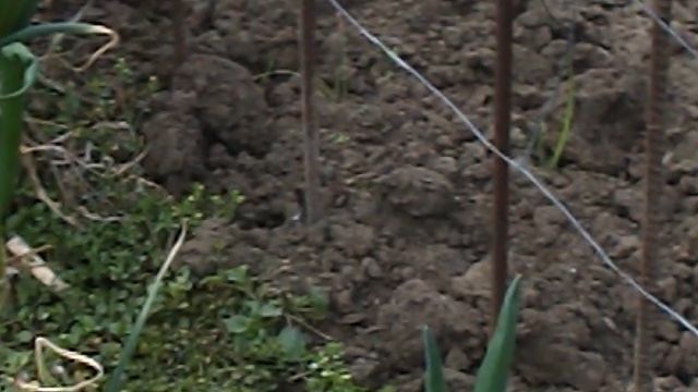 DSCN8585 Лук батун многолетний ранний дает много зелени