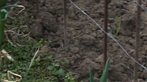 DSCN8585 Лук батун многолетний ранний дает много зелени