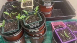 Сладкие перцы пикирую на раннем этапе развития.