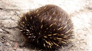 Ехидна — колючий «быстроязыкий» Австралии. Уникальное млекопитающее, откладывающее яйца