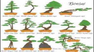 КАК ВЫРАСТИТЬ БОНСАЙ Пошаговая инструкция по выращиванию бонсай