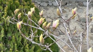 Ялта. Начало... Магнолия-царица побережья, в фарфоровых бутонах замерла...Март 26. Крым.Crimea.Yalta